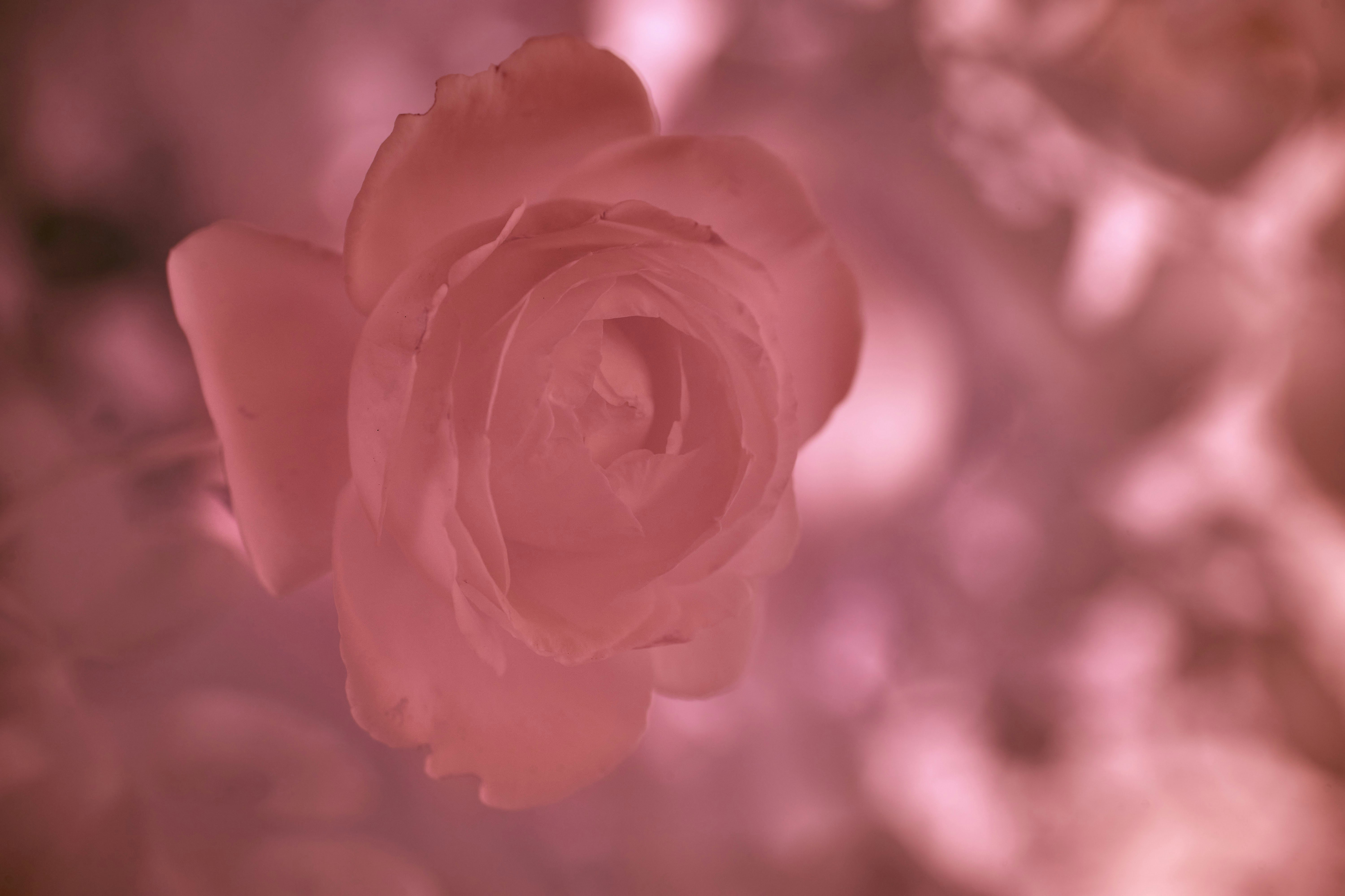 Photo by wolfgang_hasselmann