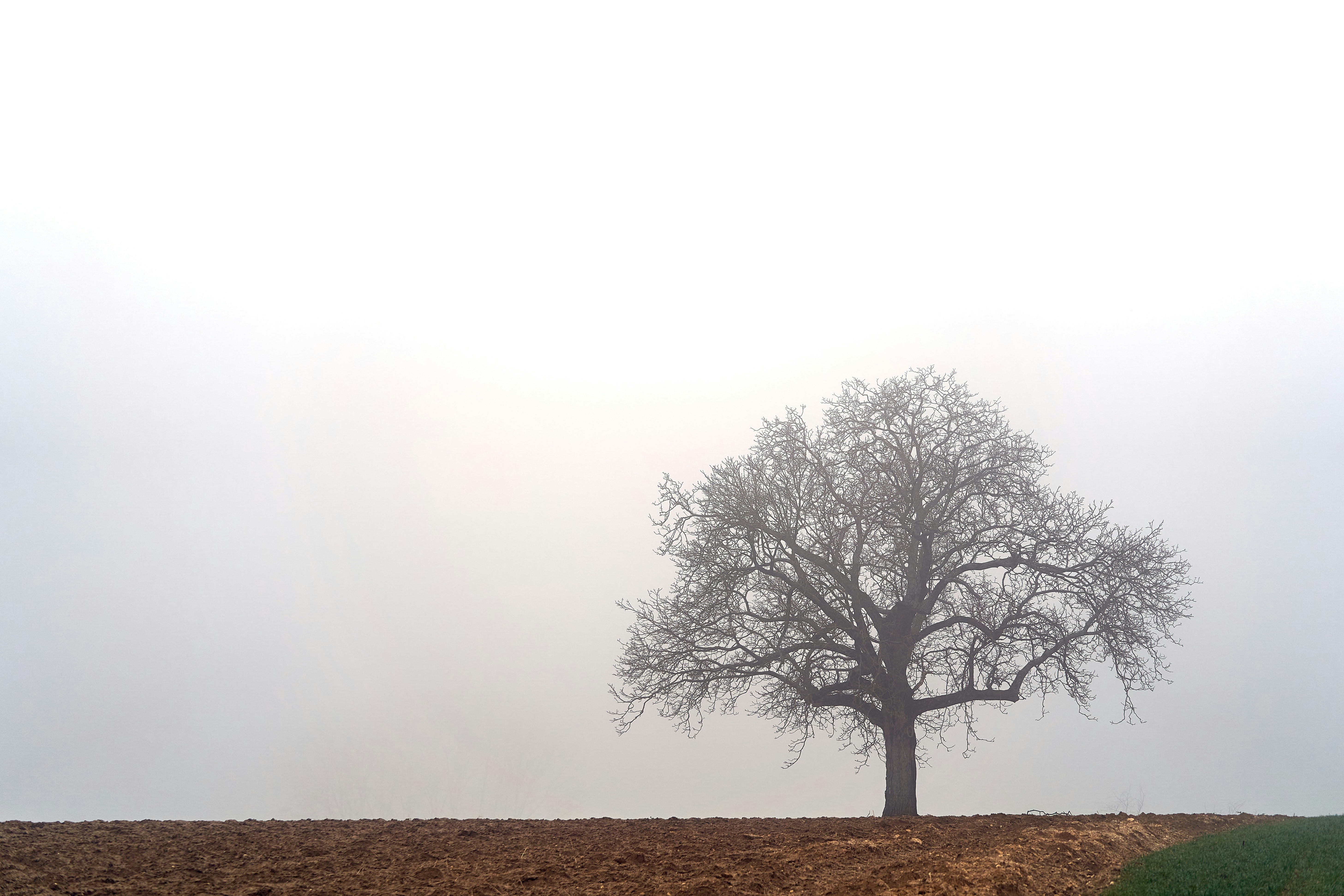 Photo by wolfgang_hasselmann