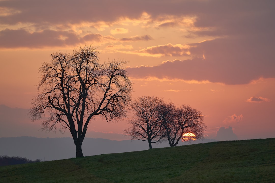 leafless tree on green grass field during sunset