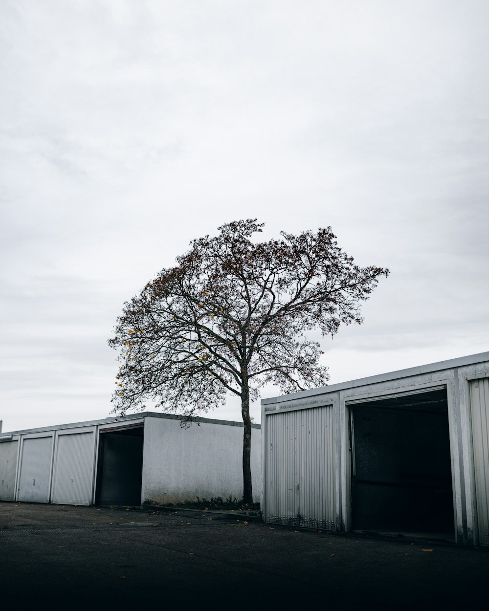 leafless tree near white building