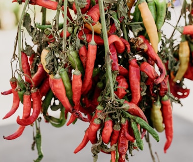 red chili peppers in tilt shift lens