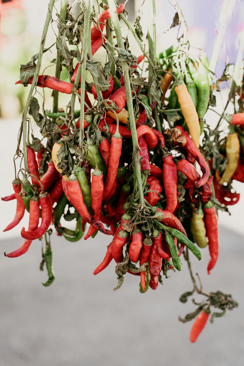 red chili peppers in tilt shift lens