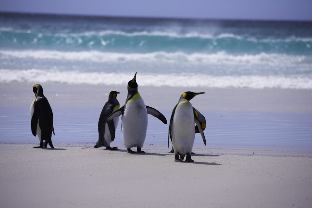 penguins on beach during daytime