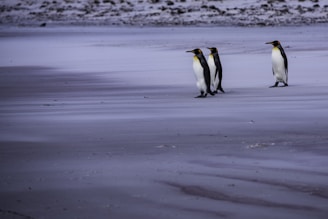 A group of four penguins standing together on a vast, icy landscape with a smooth, dark surface. The penguins are spaced evenly apart, with three of them walking closely together and one standing slightly apart. The background appears to be an icy terrain with a distant, blurred landscape.