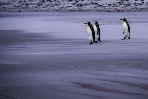 A group of four penguins standing together on a vast, icy landscape with a smooth, dark surface. The penguins are spaced evenly apart, with three of them walking closely together and one standing slightly apart. The background appears to be an icy terrain with a distant, blurred landscape.