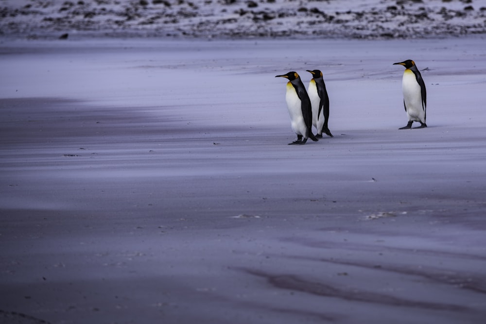 penguins on beach during daytime