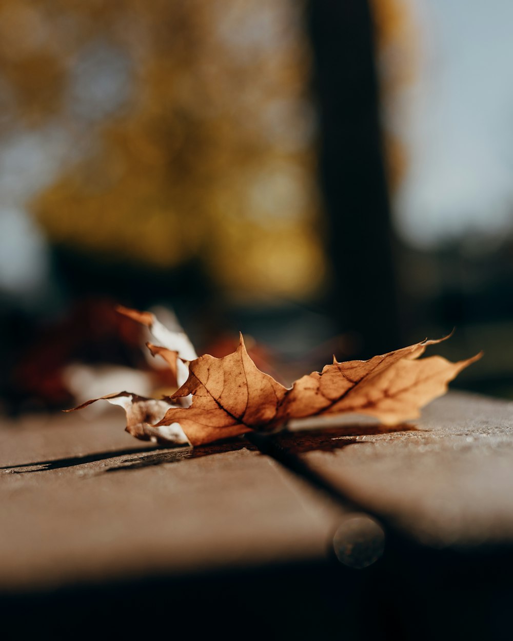 brown dried leaf on ground