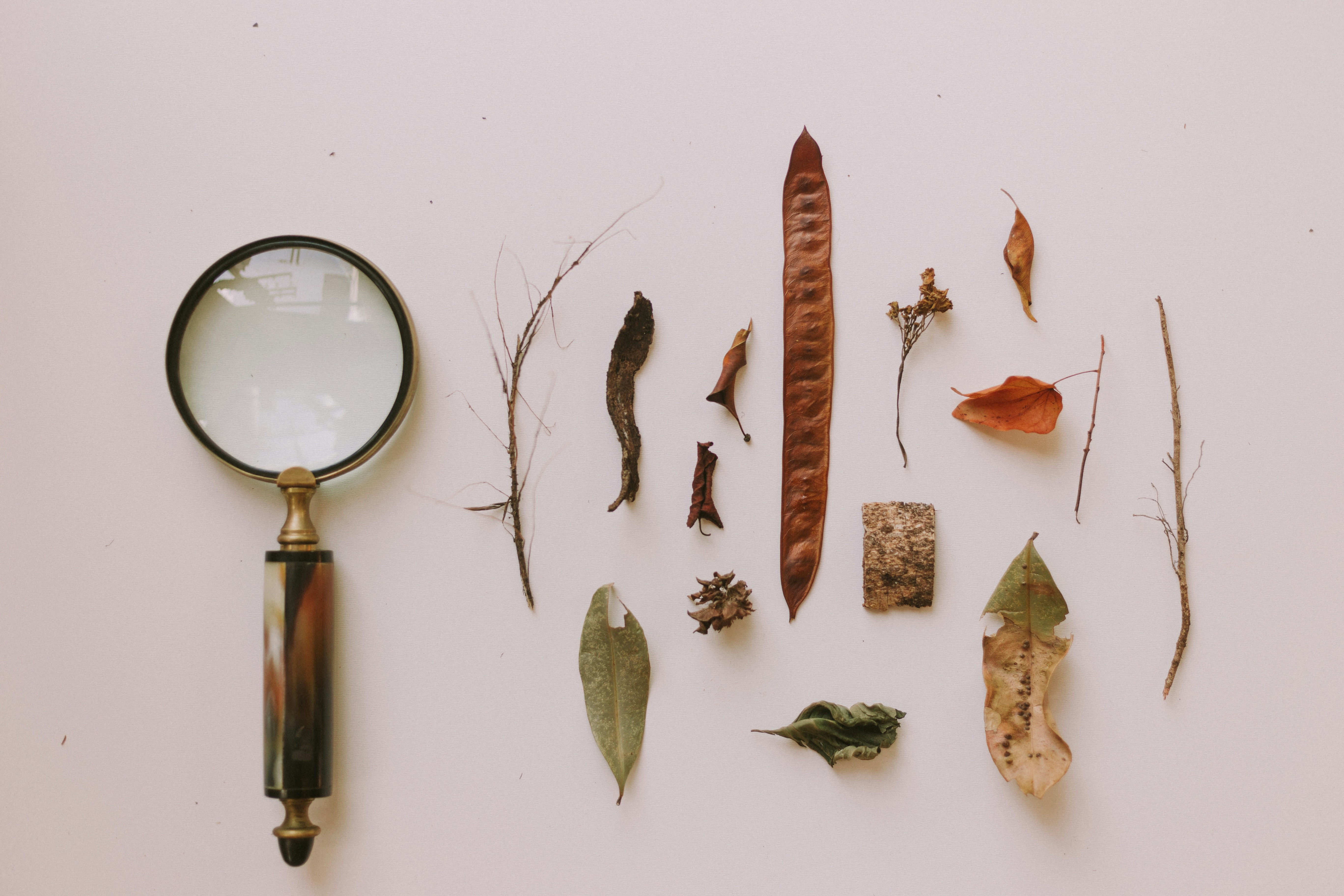 A magnifying glass beside a row of dried leaves, seed pods and bark