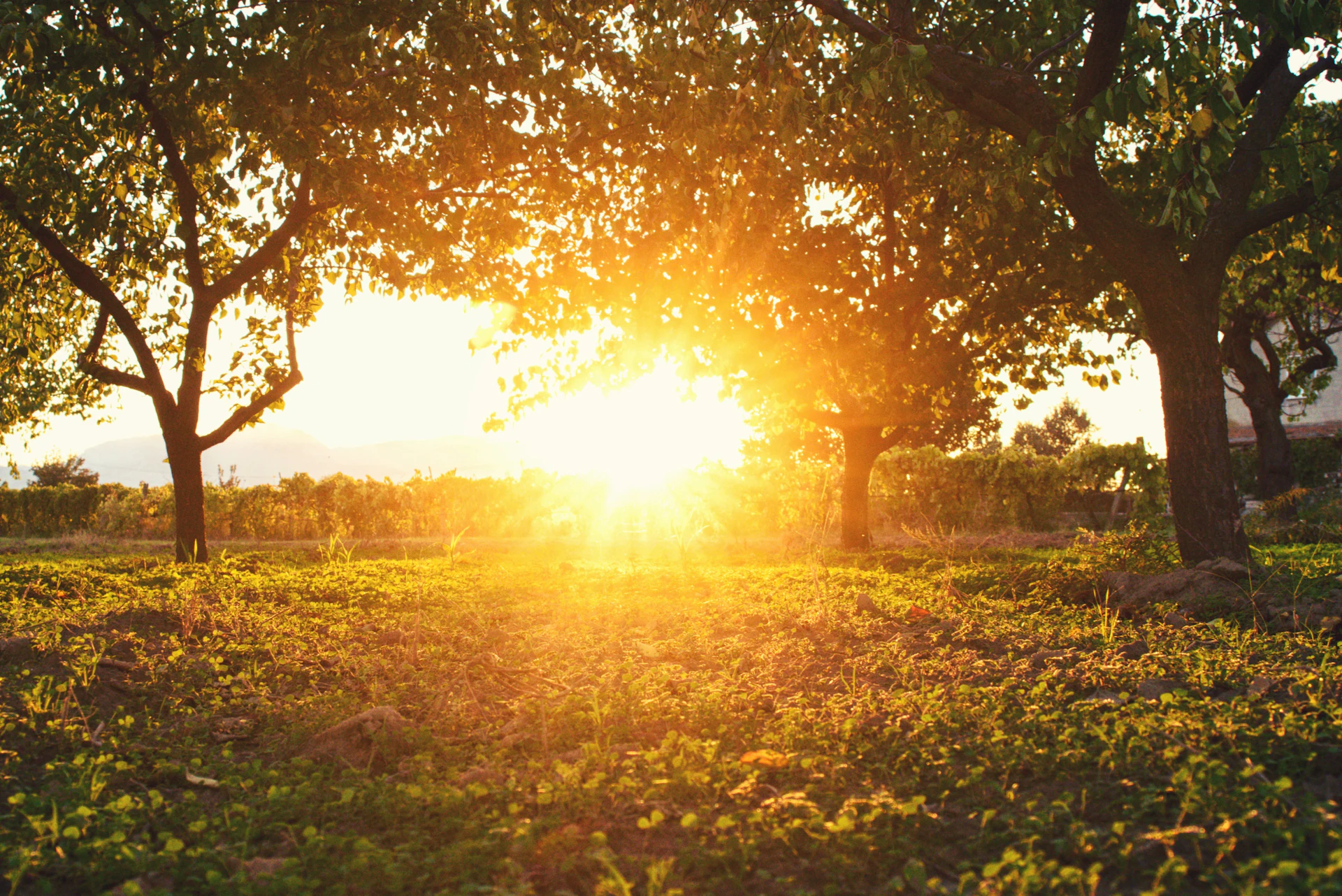 Agricultural landscape at golden hour