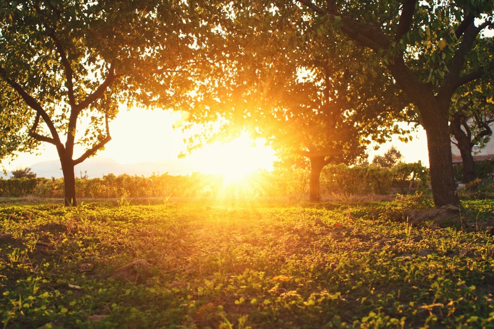 green grass field during sunset