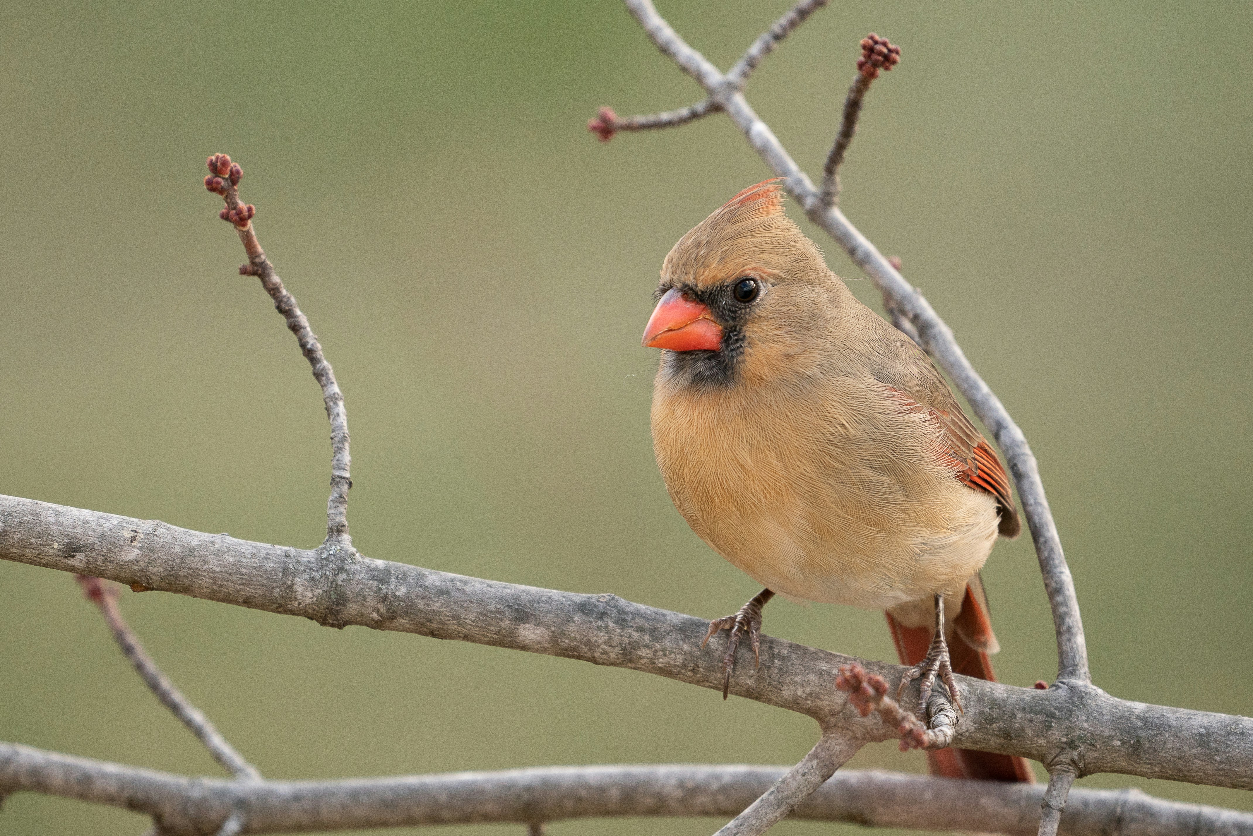 brown and gray bird on tree branch good luck teams background