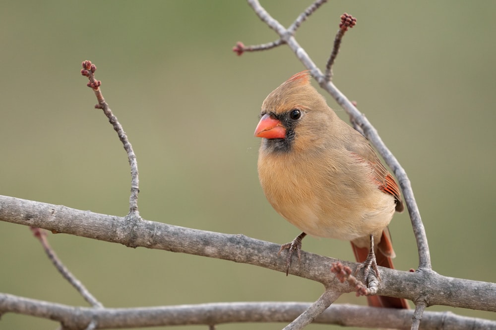 brown and gray bird on tree branch