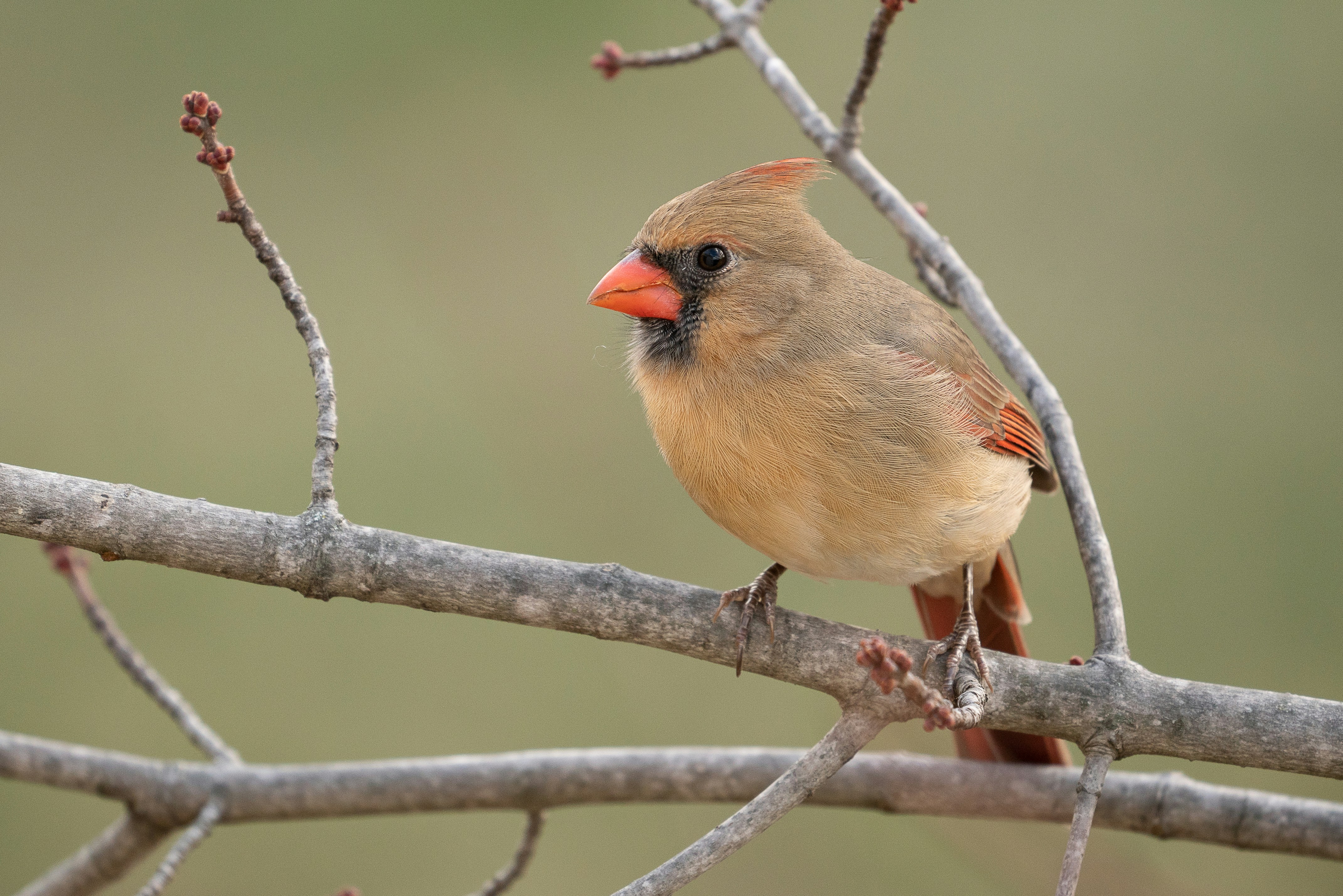 Basho, "In Kyoto..."
