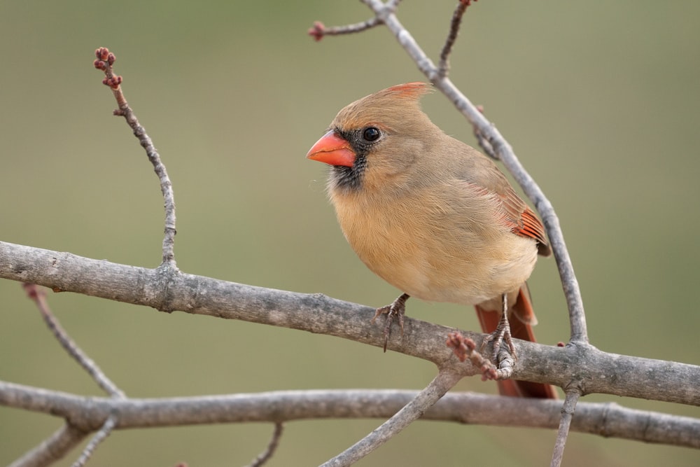 brown and gray bird on tree branch