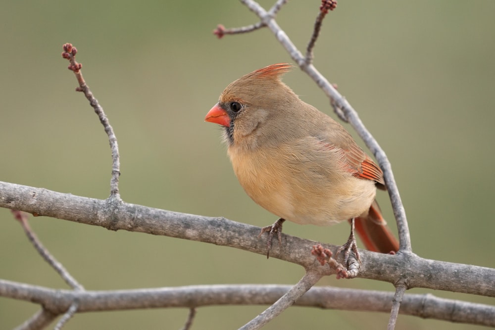 brown and orange bird on tree branch