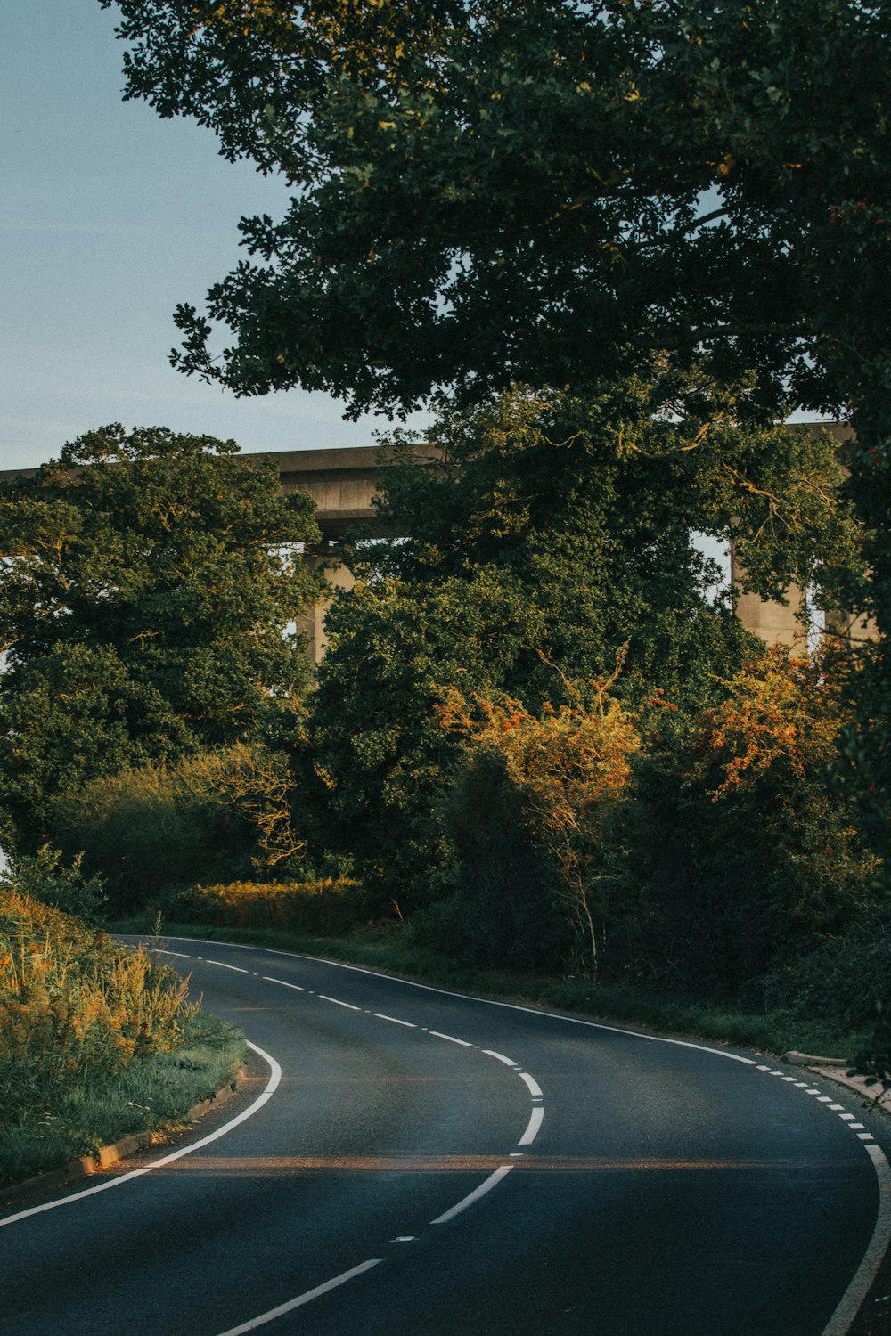 green trees beside gray asphalt road during daytime