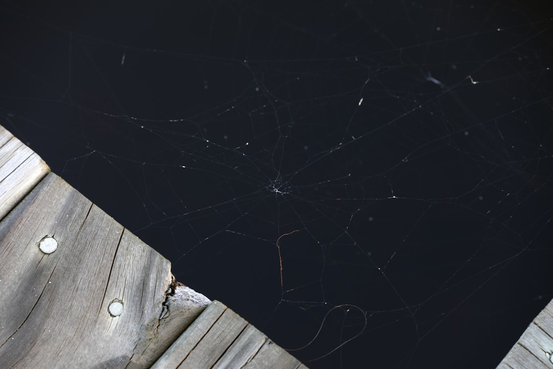 black and white spider web