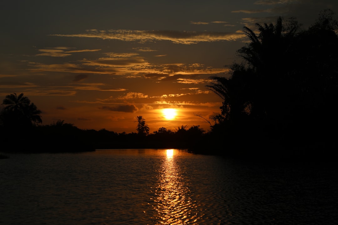 silhouette of trees near body of water during sunset