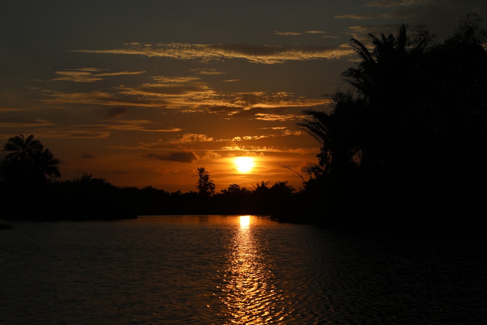 silhueta de árvores perto do corpo de água durante o pôr do sol