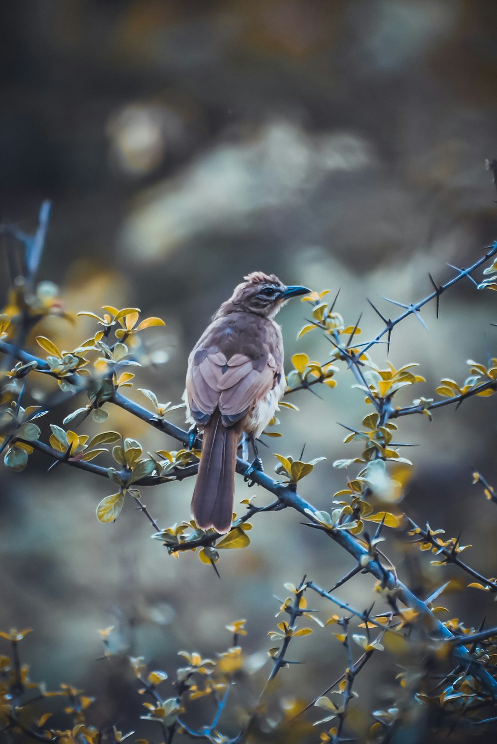 pájaro marrón y negro en la rama de un árbol durante el día