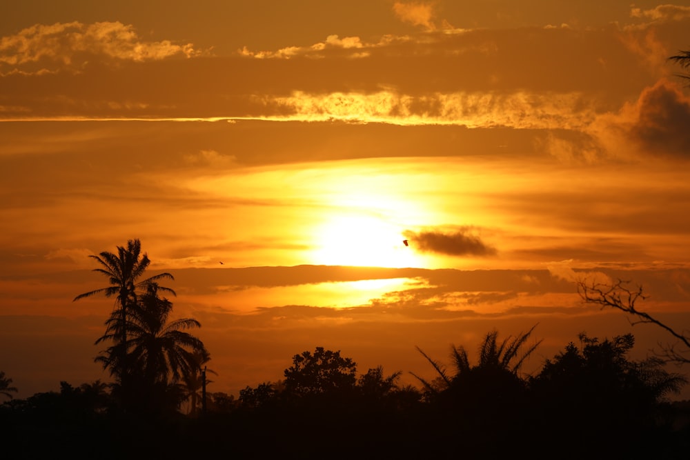 silhouette of trees during sunset