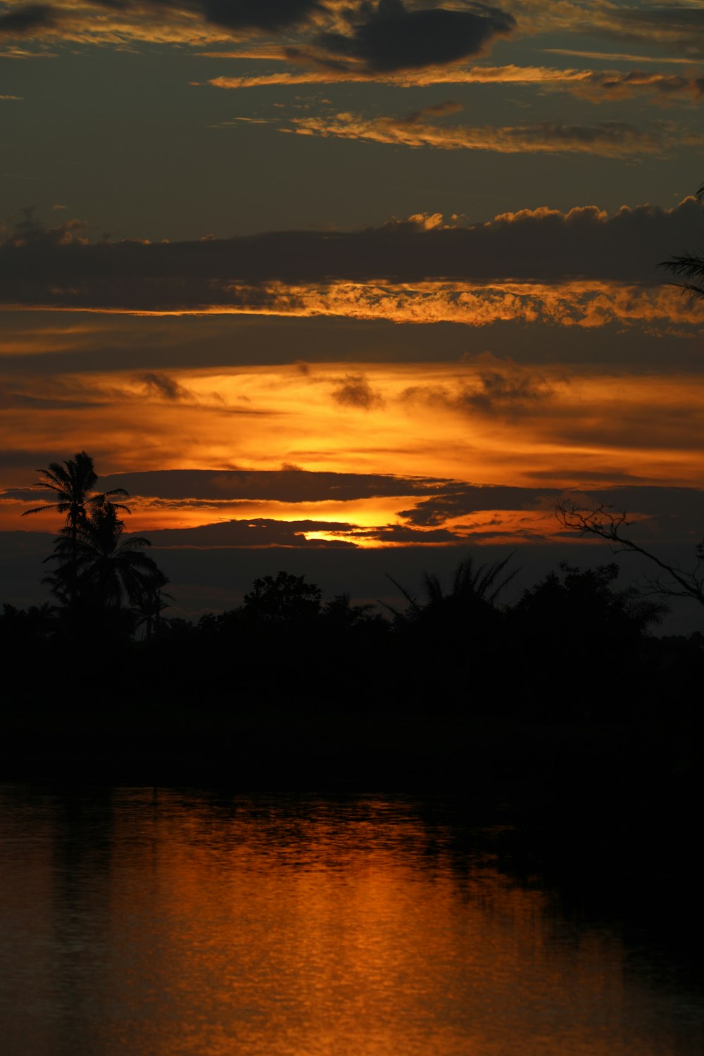 silhouette of trees near body of water during sunset