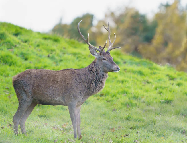 brown deer on green grass field during daytime