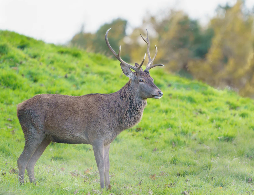 brown deer on green grass field during daytime
