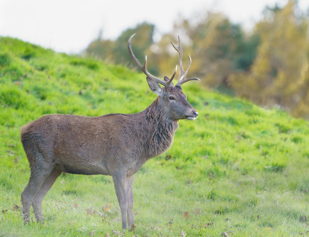 brown deer on green grass field during daytime