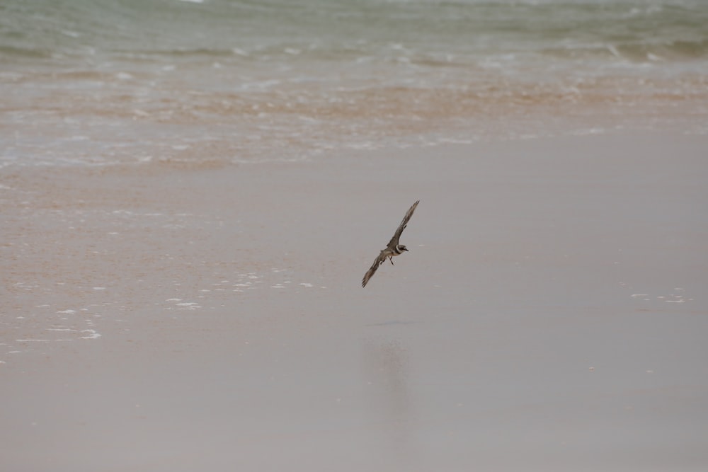 pássaro voando sobre o mar durante o dia