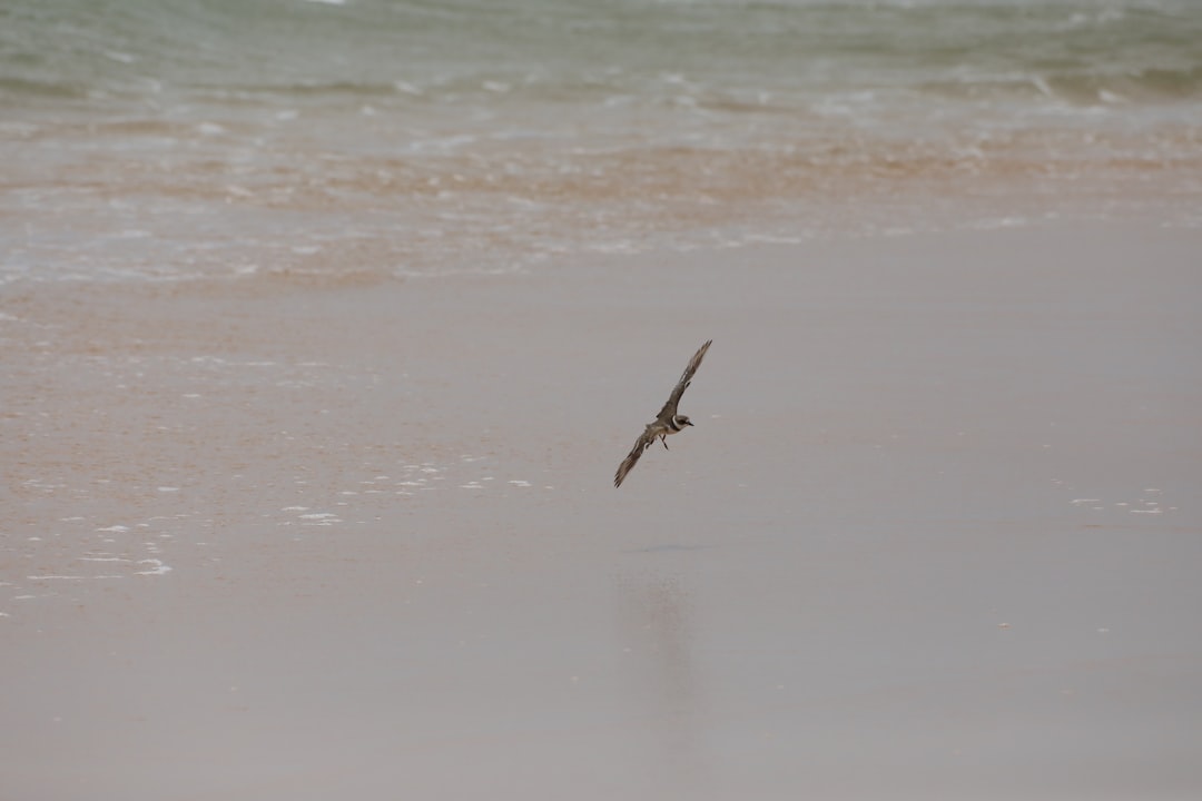 bird flying over the sea during daytime