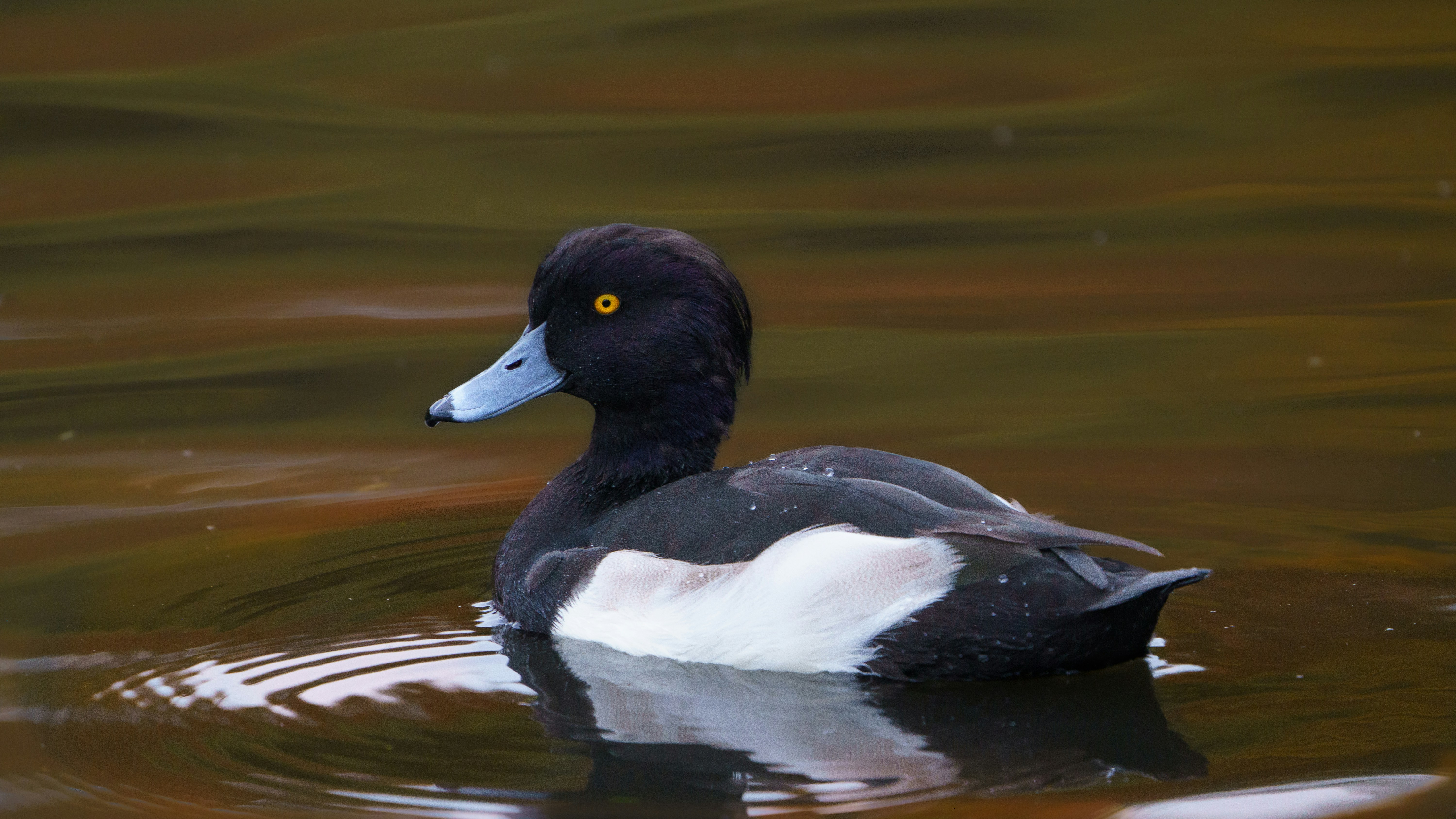 Tufted Duck out Swimming