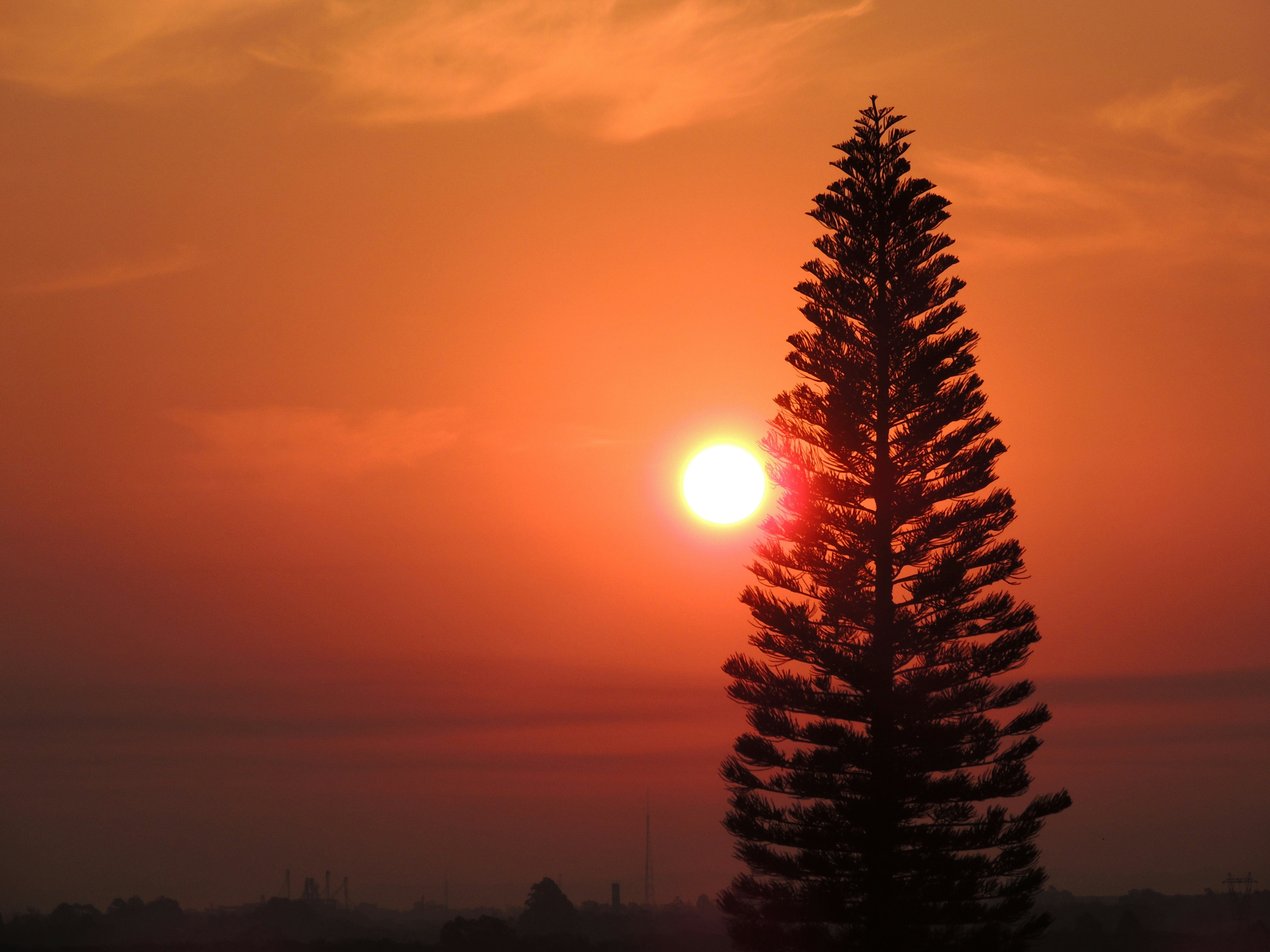green pine tree during sunset