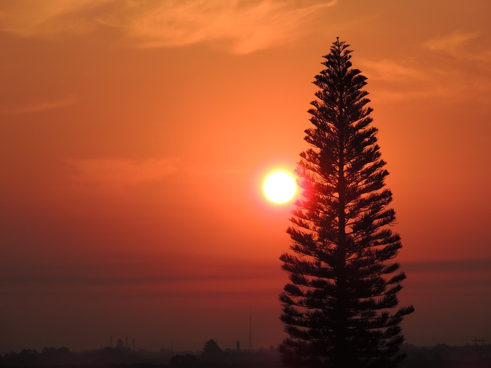 green pine tree during sunset