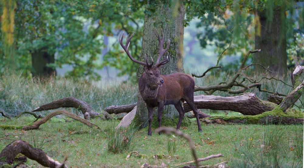 brown deer on green grass field during daytime