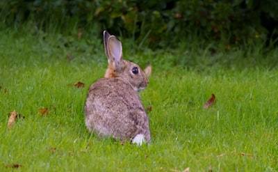 brown rabbit on green grass field during daytime easter bunny google meet background