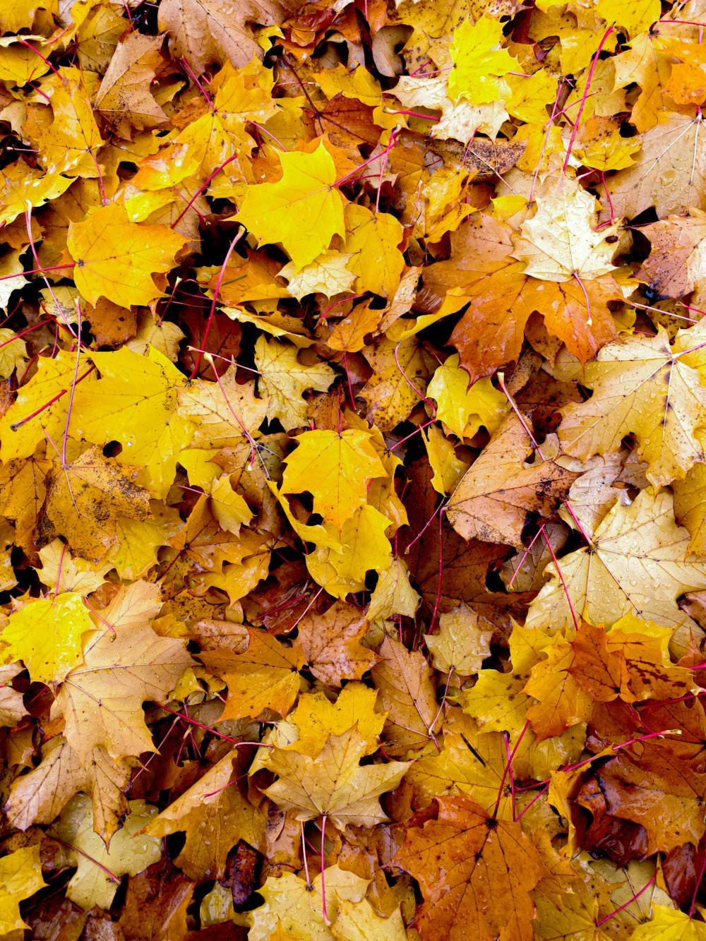 yellow and brown maple leaves