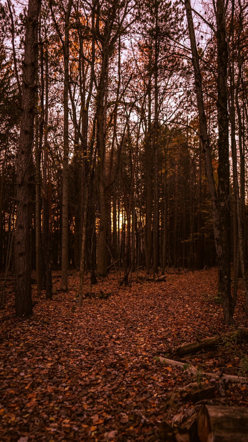 brown trees on brown dried leaves