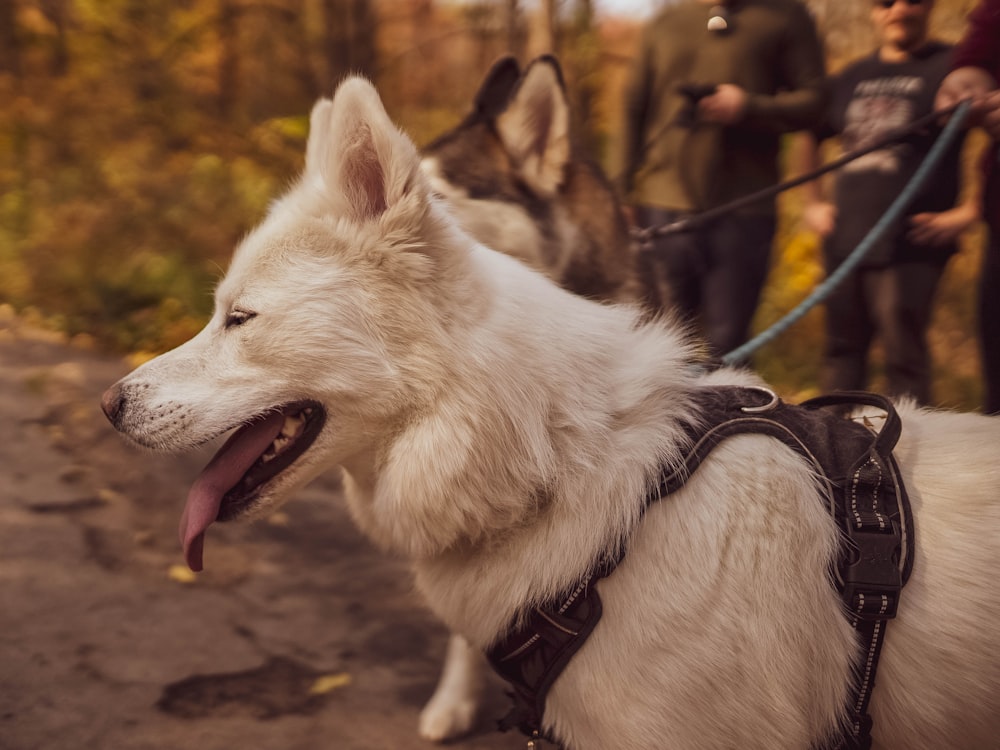 white and brown siberian husky