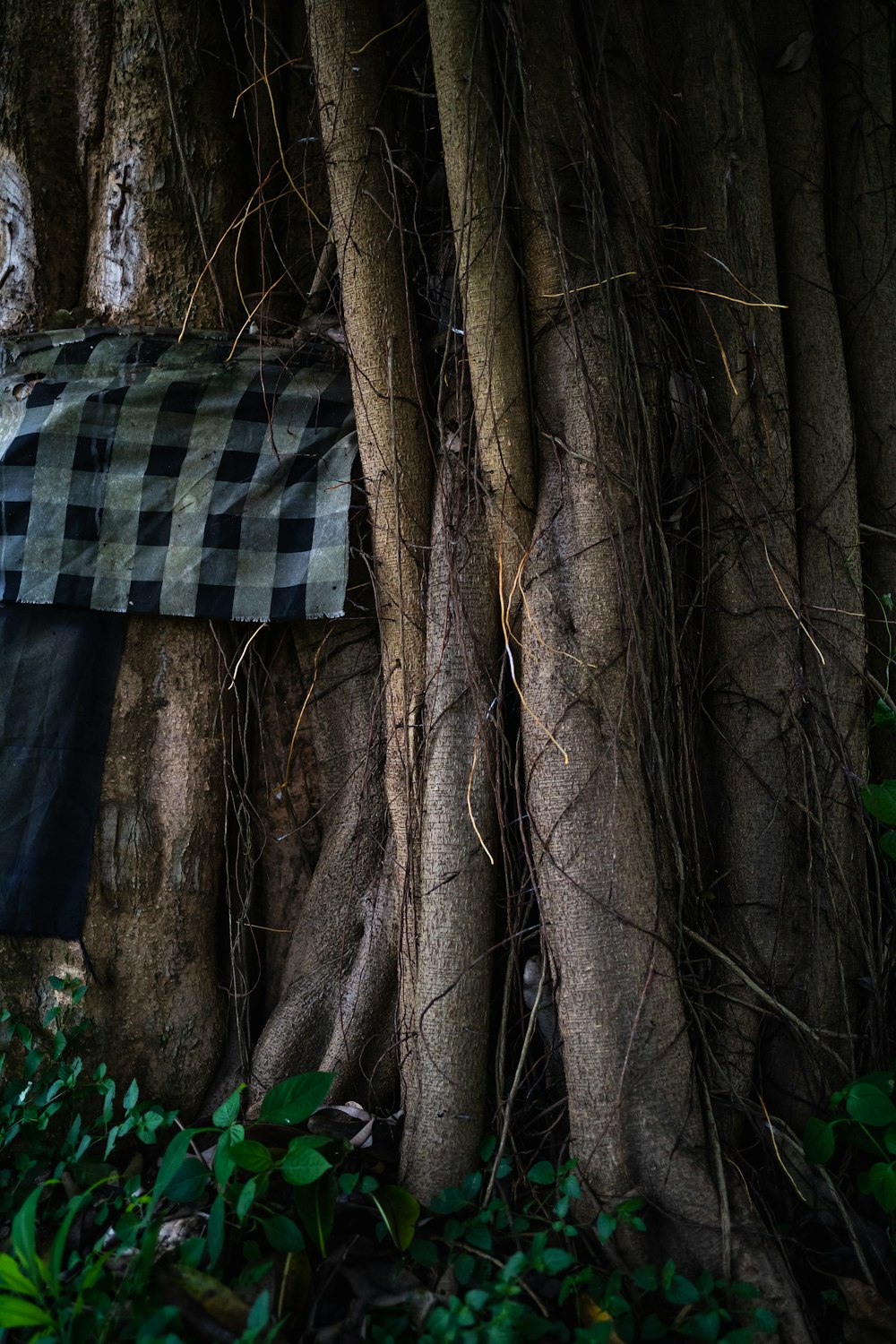 black and white checkered textile on brown tree