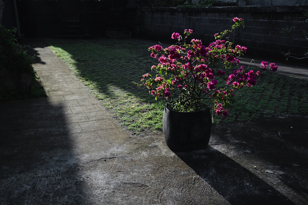 pink flowers in black pot