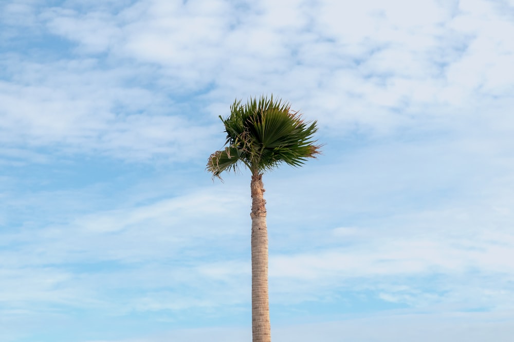 green palm tree under white clouds and blue sky during daytime