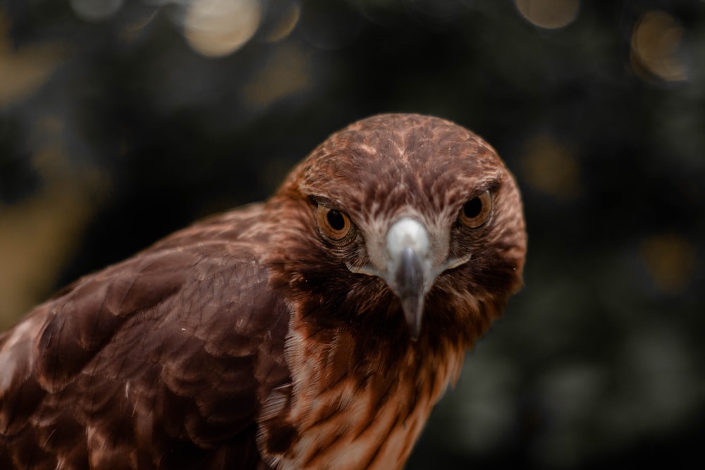 brown bird in close up photography