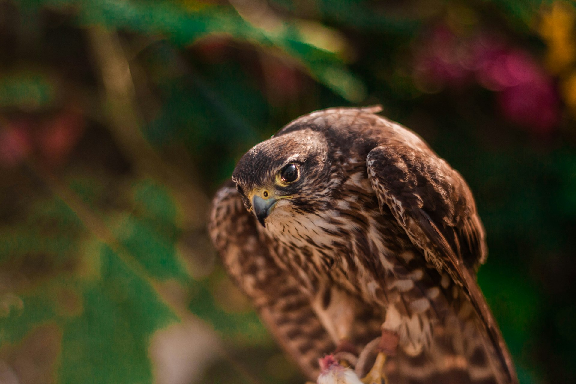 A close-up of a falcon perched gracefully, with the vast desert landscape blurred in the background.
