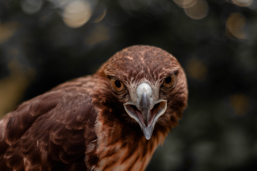 brown bird in close up photography