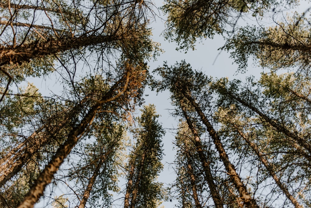 brown trees under blue sky during daytime