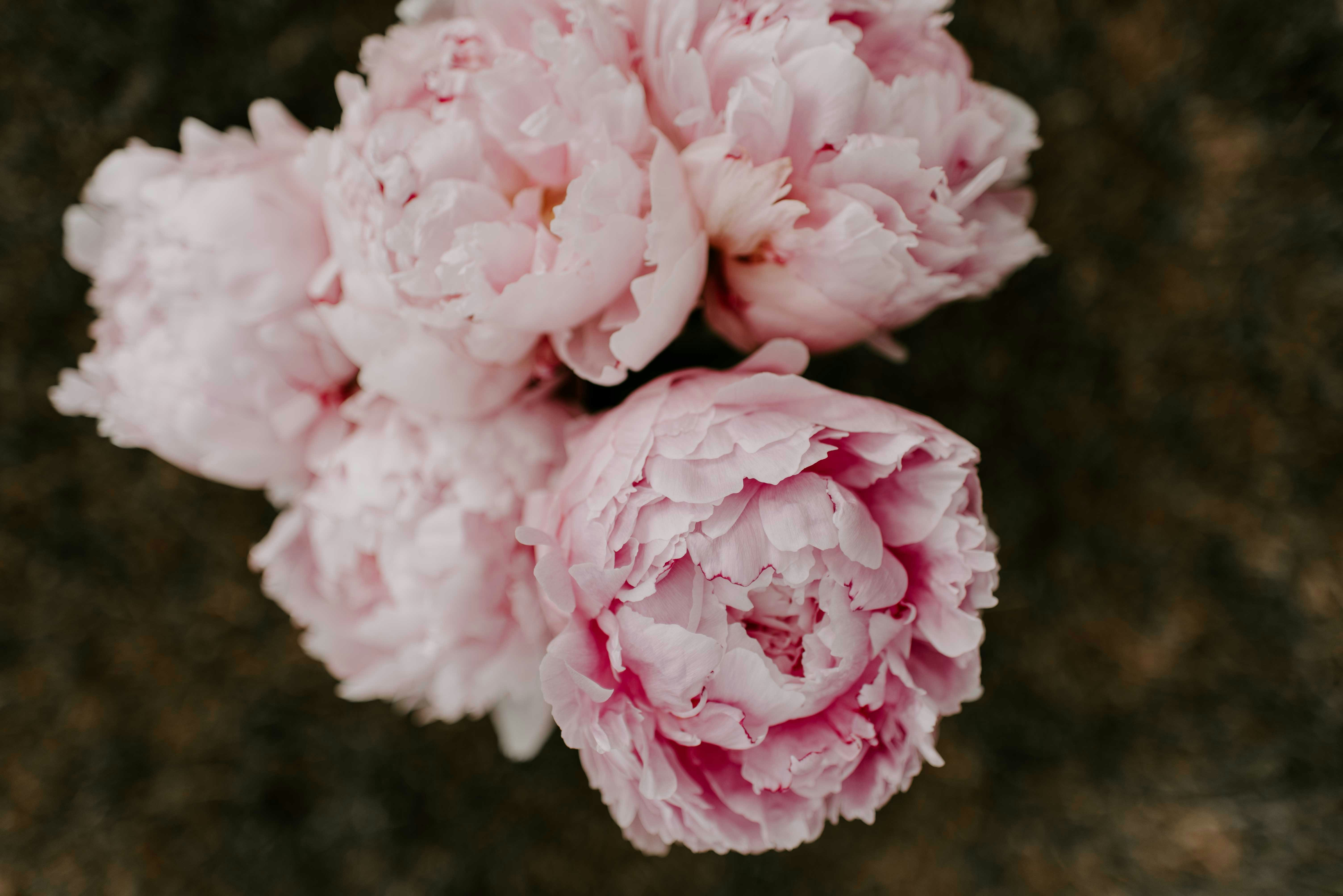 Pink peony flower bouquet