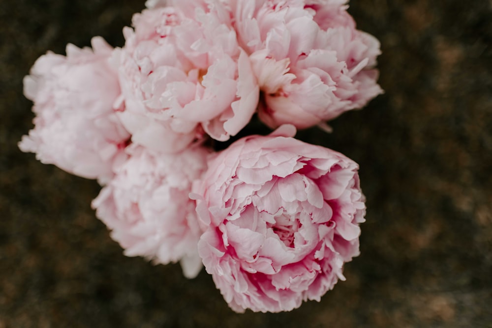 클로즈업 사진의 분홍색 꽃