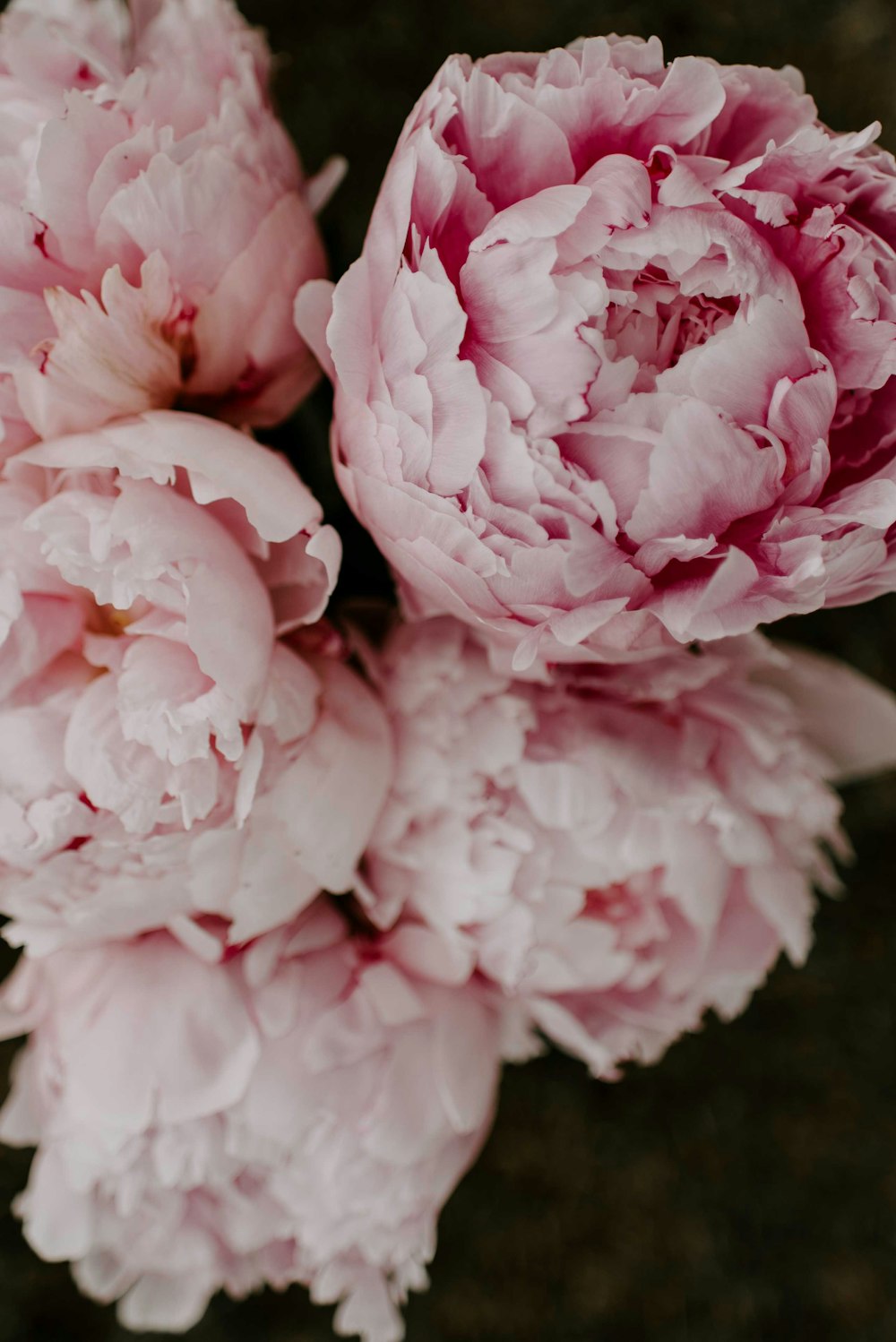 マクロレンズのピンクと白の花