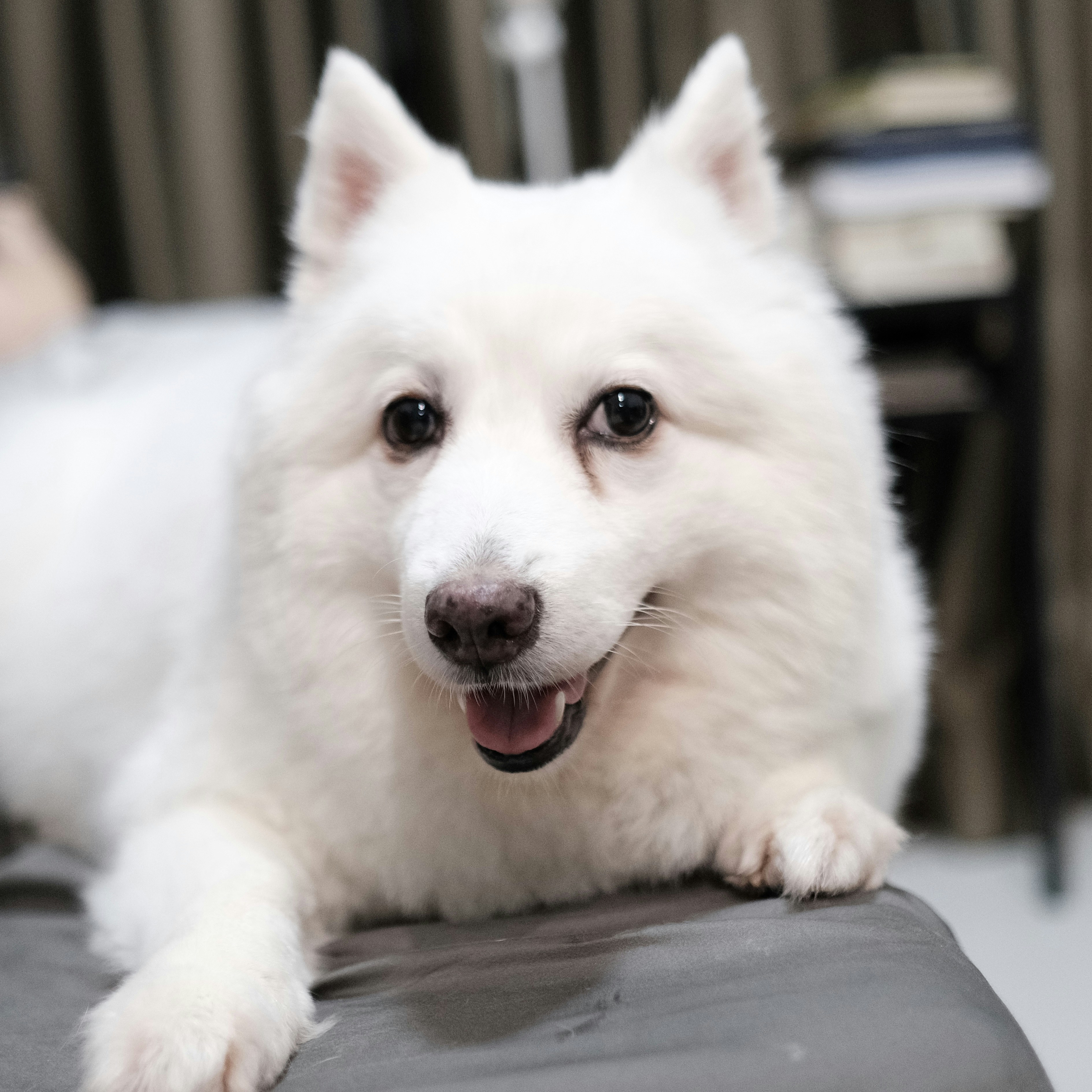 Japanese Spitz Pictures Download Free Images On Unsplash